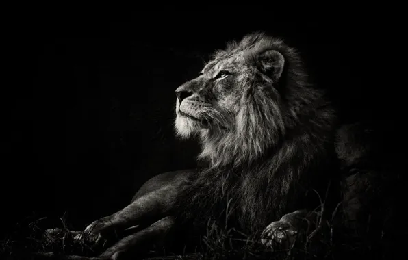 Картинка black, lion, black and white, wildlife, mammal, monochrome 1920x1080px (1080P) free download