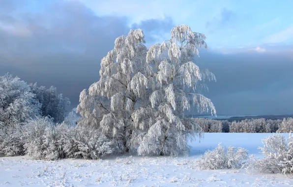 Картинка зима, иней, снег, деревья, кусты