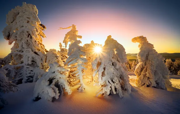 Зима, лес, солнце, лучи, свет, снег, в снегу, ели