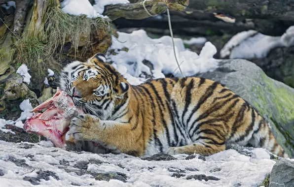 Картинка кошка, снег, тигр, камни, хищник, мясо, амурский тигр, ©Tambako The Jaguar