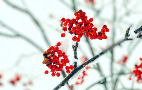 Картинка осень, снег, ягоды, ветка, рябина