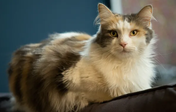 Кошка, кот, взгляд, фон, лежит, пятнистый