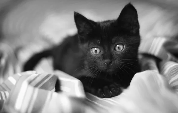 Картинка глаза, взгляд, котенок, черный, одеяло, грустный