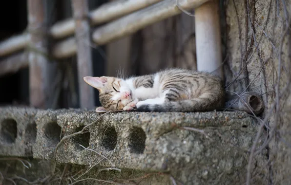 Картинка кошка, город, палки, спит, подоконник, бетон, коткнок