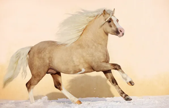 Картинка зима, животные, снег, природа, конь, лошадь, жеребец, грива