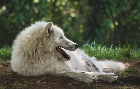 Картинка nature, predator, animal, wolf, wildlife, portrait, portrait., Canis lupus. face