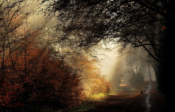 Лучи, деревья, fall, autumn, path, тропинка, trees, Nature