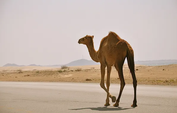 Картинка дорога, природа, верблюд