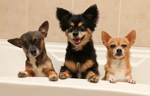 Собаки, ванна, трио, мордашки, Чихуахуа, троица, пёсики