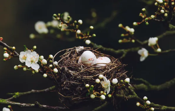 Картинка природа, весна, гнездо, яица