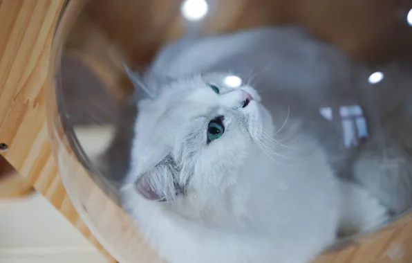 Кошка, кот, взгляд, стекло, морда, свет, фон, белая