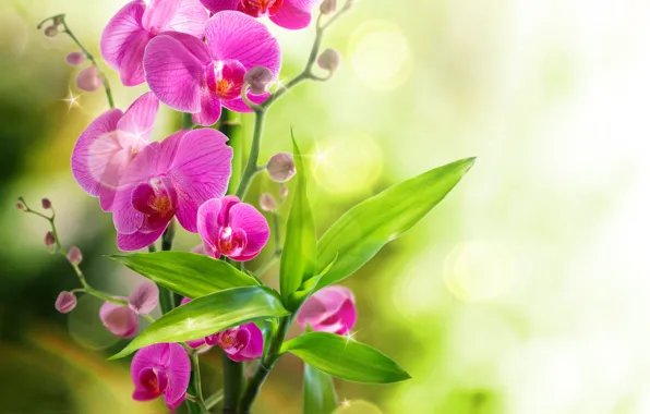 Орхидея, water, flowers, orchid, reflection, bloom