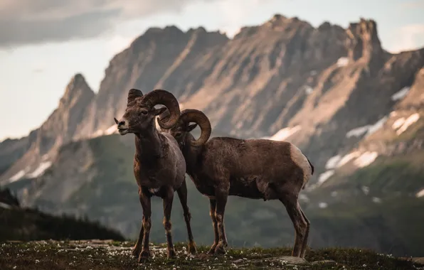 Животные, горы, рога, horns, animals, фауна, Алтай, fauna