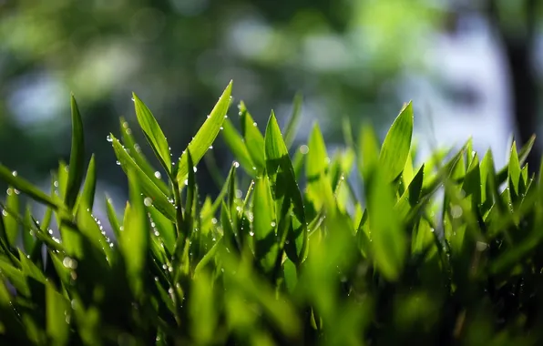 Зелень, трава, grass