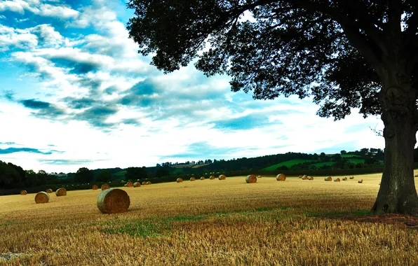 Картинка пшеница, поле, осень, трава, деревья, фото, дерево, пейзажи