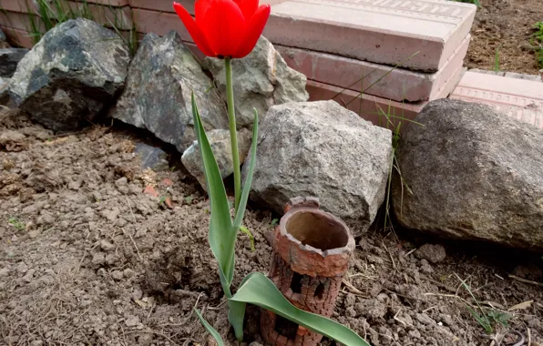 Цветы, тюльпан, красные тюльпаны