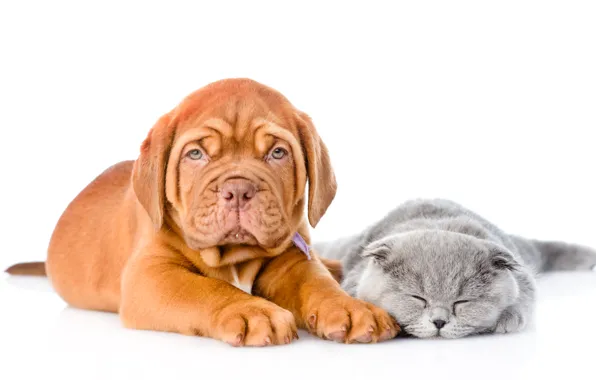 Кошка, Dog, друзья, Cat, Kitten, Бордоский дог, Puppy