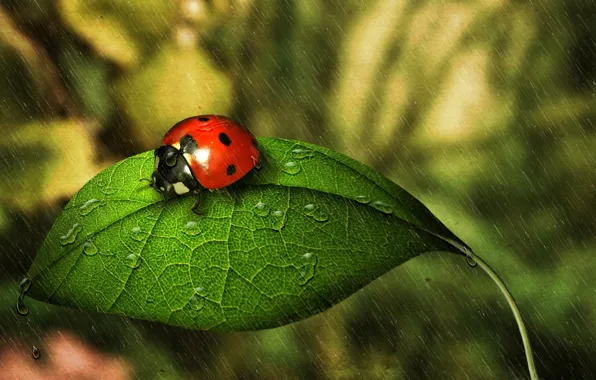 Дождь, божья коровка, насекомое, rain, капли воды, water drops, ladybug, insect