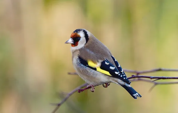 Картинка птицы, веточка, щегол, goldfinch