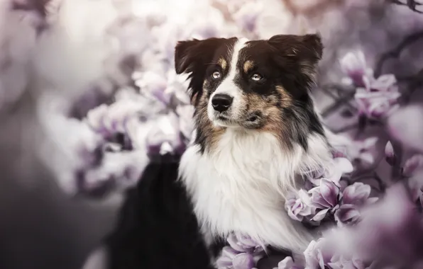 Картинка взгляд, морда, собака, цветки, магнолия