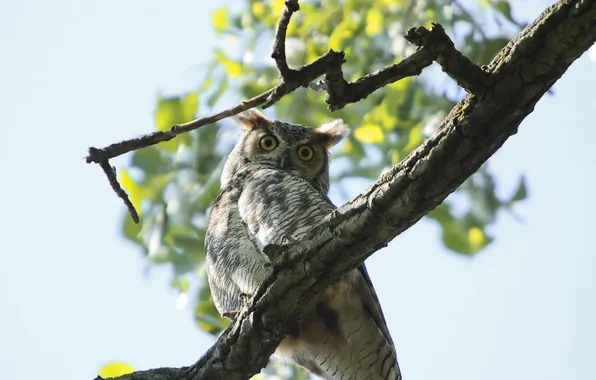 Природа, птица, Horn Owl