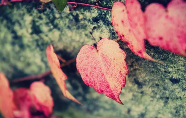 Листья, макро, фон, розовый, обои, форма, сердечко, листочки. сердце