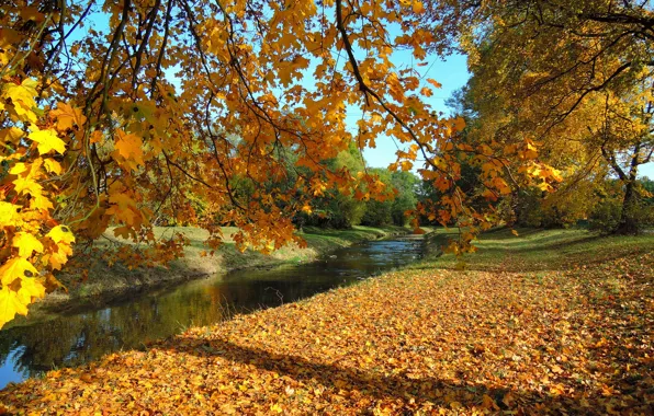 Картинка осень, листья, деревья, ветки, парк, река, листва, Чехия