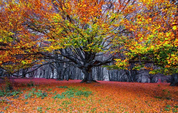 Картинка осень, лес, дерево