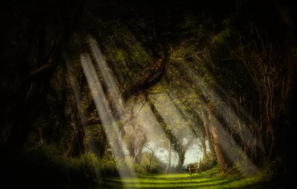 Картинка лес, лучи, свет, деревья, скамья