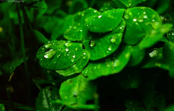Вода, зеленый, дождь, green, листок, капля, rain, whater