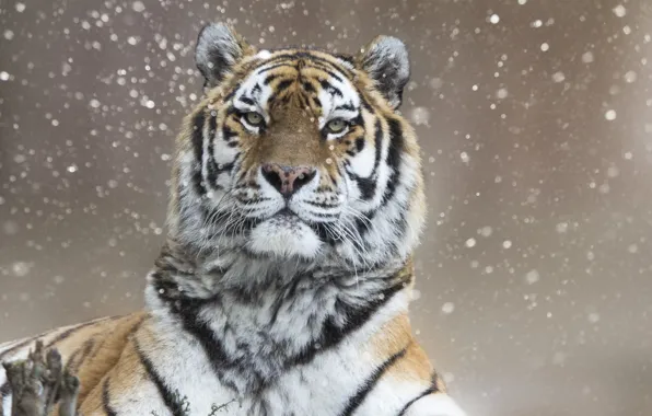 Картинка зима, взгляд, снег, тигр