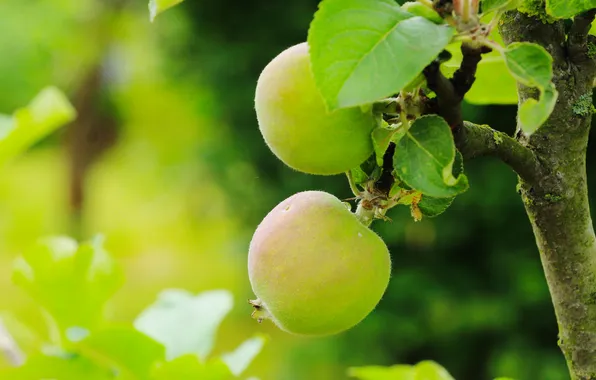 Tree, fruit, aple