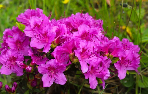 Pink, blooming, azalea