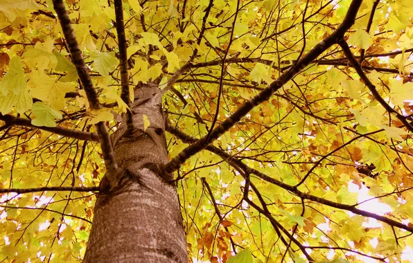 Осень, листья, ветки, дерево, ствол, крона