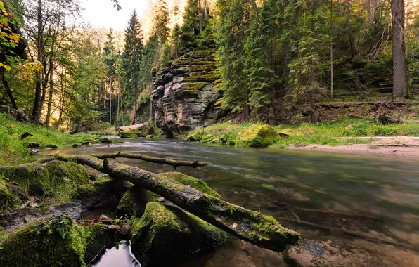 Картинка лес, природа, река