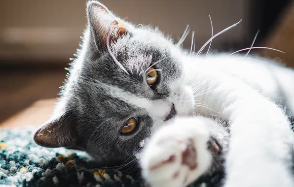 Кошка, взгляд, свет, поза, котенок, лежит, мордашка, желтые глаза