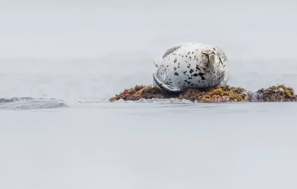 Природа, фон, морские котики