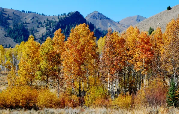 Картинка осень, небо, деревья, горы
