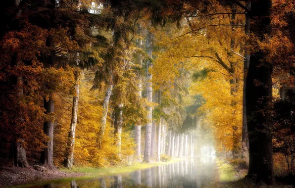 Картинка осень, туман, парк