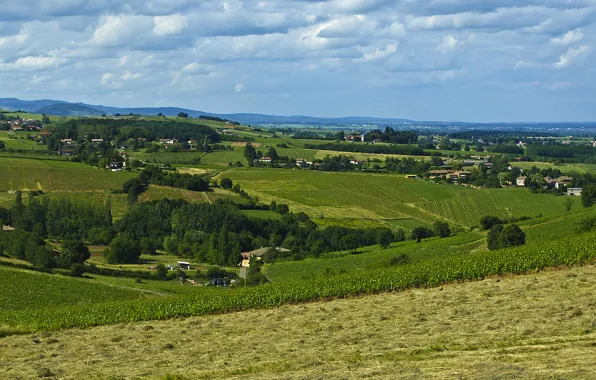 Картинка природа, Поле, виноградник, field, nature, vineyard