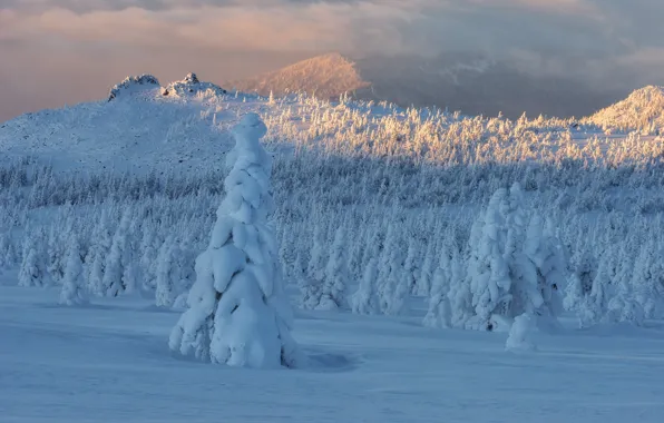 Картинка зима, снег, деревья, пейзаж, горы, природа, туман, утро