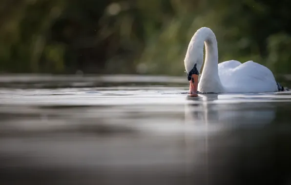 Природа, птица, лебедь