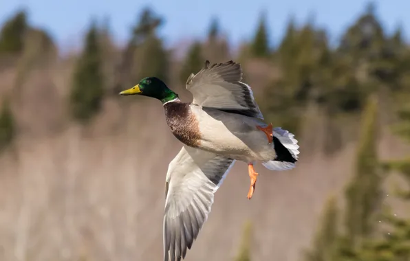 Полет, птица, утки, крылья
