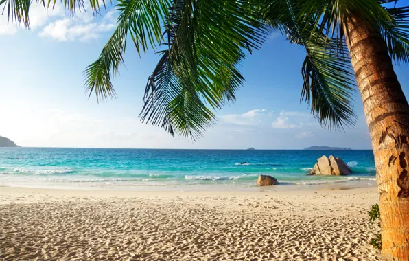 Песок, море, пляж, тропики, пальмы, берег, summer, beach