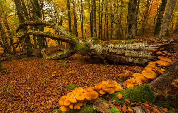 Осень, лес, деревья, грибы, мох, Испания, Страна Басков, Urabain