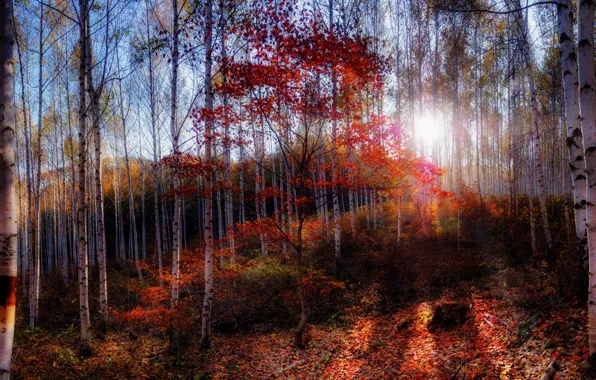 Картинка осень, лес, утро