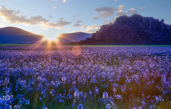 Картинка цветы, степь, восход, рассвет, прерия, Idaho, Айдахо, камассии
