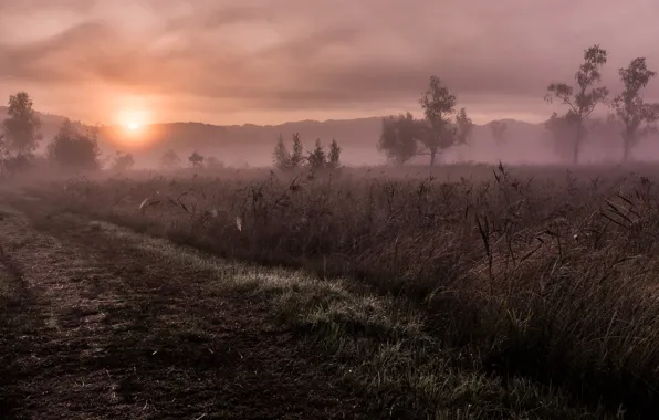 Картинка дорога, поле, закат, туман