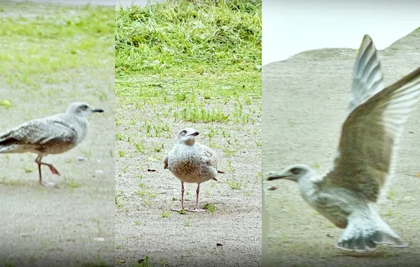 Птицы, Хохотунья, степная чайка