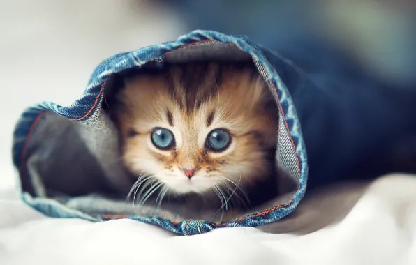 Картинка кошка, глаза, кот, котенок, джинсы, постель, халоша